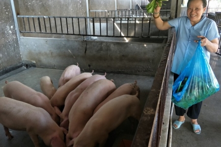 Giá heo hơi hôm nay 01/01/2023: Trung bình 53.000 đồng/kg