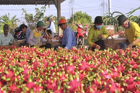 Trung Quốc “mở cửa”, giá thanh long xuất khẩu tăng gấp 3 lần