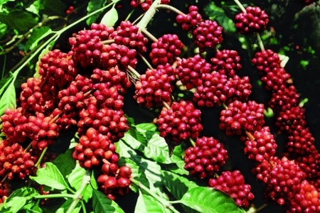 Giá cà phê hôm nay 23/1: Robusta kỳ hạn tăng hơn 1%