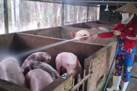 Giá heo hơi hôm nay 02/02: Biến động tăng giảm 1.000 đồng/kg