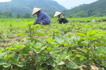 Thạch đen “Lạng Sơn” được bảo hộ chỉ dẫn địa lý