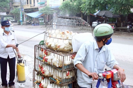 Ngăn chặn tình trạng nhập lậu, vận chuyển trái phép gia cầm vào Việt Nam