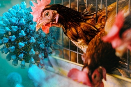 TP. Hồ Chí Minh chưa ghi nhận ca bệnh cúm A H5N1