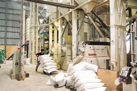 Đẩy mạnh phát triển thương hiệu gạo Thái Bình