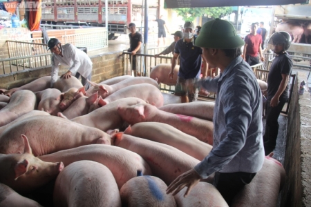 Giá heo hơi hôm nay 08/03: Duy trì ổn định