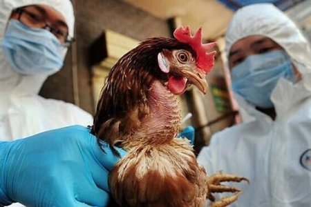 Tăng cường phòng, chống bệnh cúm A H5N1 tại các cơ sở giáo dục