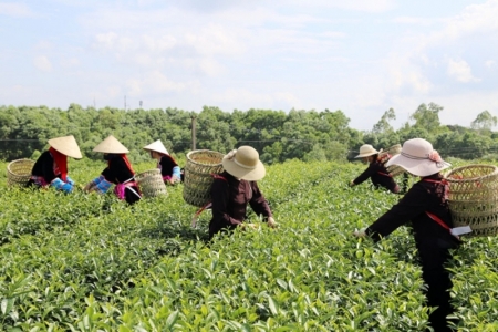 Quảng Ninh nâng cao đời sống nông dân theo tiêu chí “hạnh phúc”