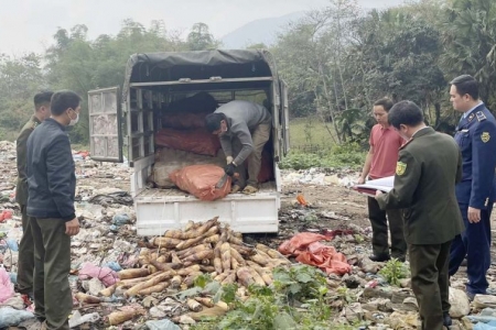 Tiêu hủy hơn 1.000 kg măng vầu tươi