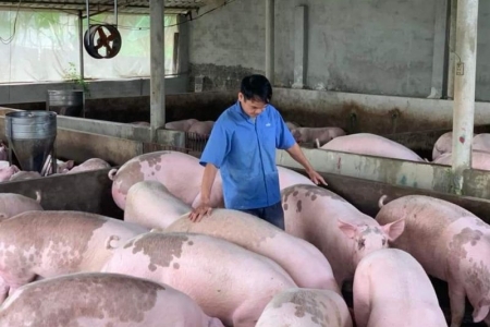 Giá heo hơi hôm nay 04/04: Tăng giảm trái chiều