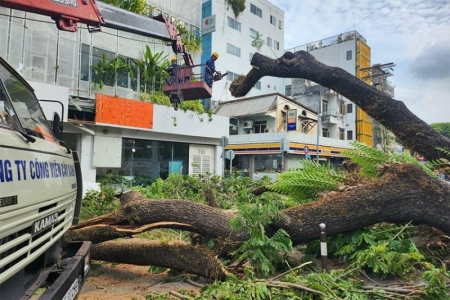 TP. Hồ Chí Minh yêu cầu rà soát toàn bộ cây xanh