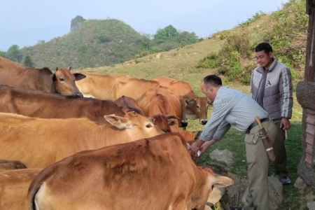 Lào Cai: Tăng cường các biện pháp cấp bách phòng chống dịch bệnh trên gia súc, gia cầm