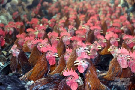 Tăng cường kiểm soát, ngăn chặn vận chuyển trái phép gia cầm qua biên giới