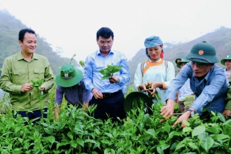 Lào Cai tập trung thực hiện các giải pháp phát triển nông nghiệp hàng hóa