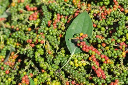 Giá tiêu hôm nay 5/5: Tăng 1.000 đồng/kg