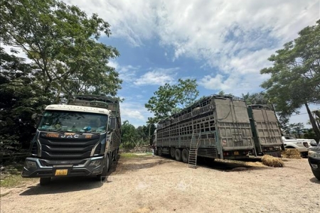 Cao Bằng: Phát hiện 3 xe ô tô tải vận chuyển 150 con trâu không rõ nguồn gốc