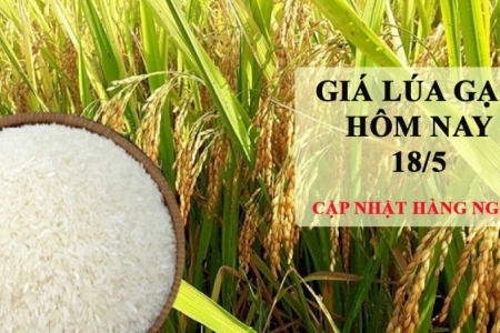 Giá lúa gạo hôm nay 18/5: Giá gạo tiếp tục tăng 50 đồng/kg