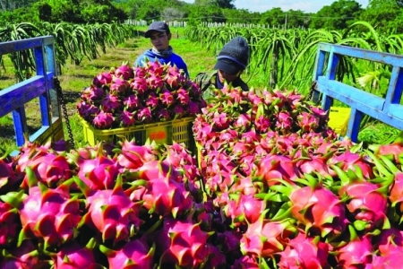 Nhiều địa phương chưa quan tâm, giám sát mã số vùng trồng