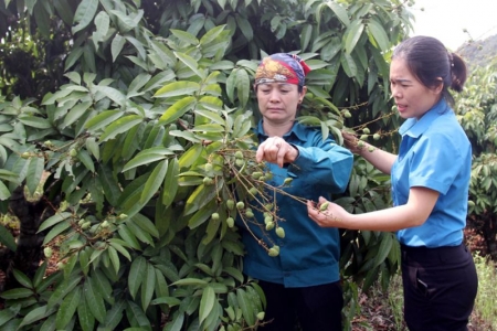 Bắc Giang bảo đảm quy trình sản xuất vải thiều, nâng giá trị sản phẩm