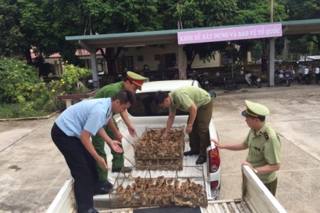 Long An: Tăng cường kiểm tra, ngăn chặn gia cầm, sản phẩm gia cầm qua biên giới