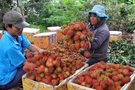 Chôm chôm rớt giá, nông dân chật vật tìm nguồn tiêu thụ