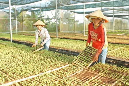 Hỗ trợ lao động trẻ tốt nghiệp cao đẳng, đại học, sau đại học về làm việc tại các tổ chức kinh tế tập thể