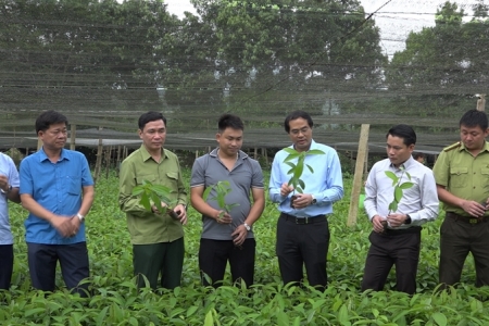 Lào Cai: Thực hiện các biện pháp phát triển việc trồng quế và ngành hàng quế bền vững