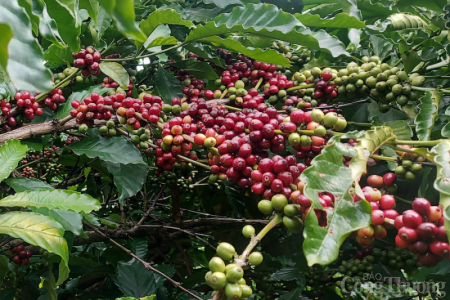 Giá cà phê hôm nay ngày 7/7: Giảm 200 đồng/kg