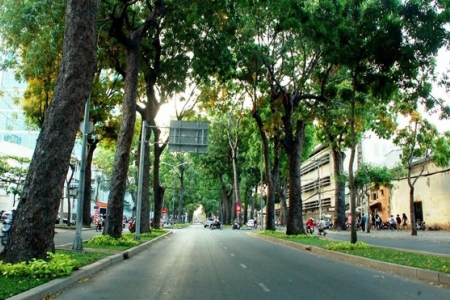 TP. Hồ Chí Minh: Tăng cường quản lý, chăm sóc cây xanh