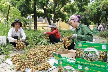 Đặt mục tiêu xuất khẩu nhãn Hưng Yên sang Nhật Bản