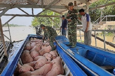 Ngăn chặn, xử lý nghiêm các trường hợp buôn bán, vận chuyển trái phép lợn qua biên giới