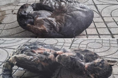 Nghệ An: Khởi tố đối tượng tàng trữ, vận chuyển động vật quý hiếm