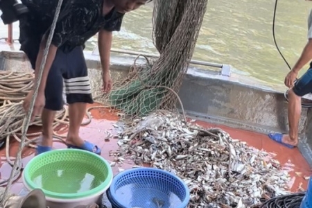 Quảng Ninh: Khởi tố chủ tàu cá dùng phương tiện đánh bắt tận diệt trên Vịnh Hạ Long