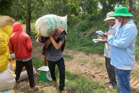 Long An: Giá lúa tăng liên tục trong thời gian qua