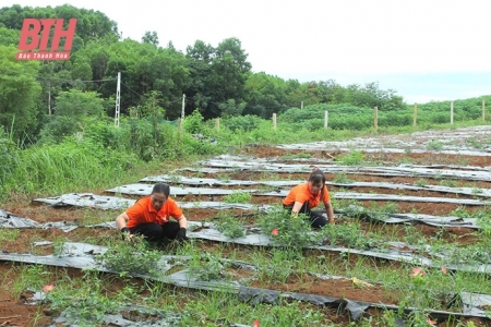 Tỷ lệ doanh nghiệp đầu tư vào nông nghiệp tại Thanh Hóa còn thấp