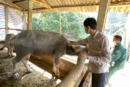 Thanh Hóa: Đảm bảo tiêm phòng vắc xin gia súc, gia cầm đợt 2