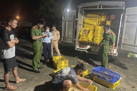 Lạng Sơn kịp thời ngăn chặn phương tiện vận chuyển hàng chục nghìn con gia cầm không rõ nguồn gốc