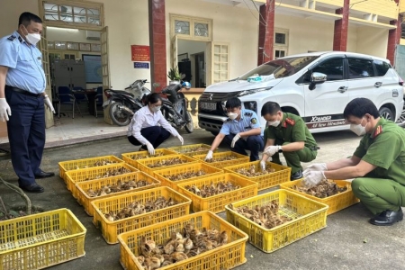 Lạng Sơn thông tin về tình hình vận chuyển trái phép gia cầm qua biên giới