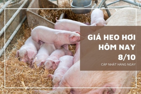 Giá heo hơi hôm nay 08/10: Giá heo hơi cao nhất 54.000 đồng/kg