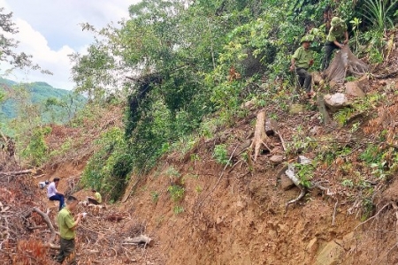 Cần điều tra, xác định nguyên nhân hơn 4.800 ha rừng trồng bị chết tại Quảng Trị