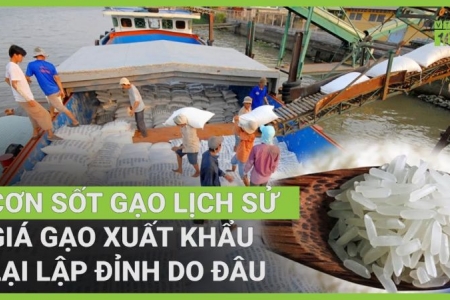 Giá gạo xuất khẩu Việt Nam cao nhất thế giới, nông dân đang hưởng lợi  