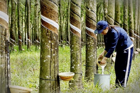 Bảy sản phẩm nếu liên quan tới hành động phá rừng sẽ bị cấm nhập khẩu vào thị trường EU