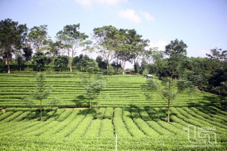 Thái Nguyên: 65ha chè được cấp chứng nhận tiêu chuẩn hữu cơ