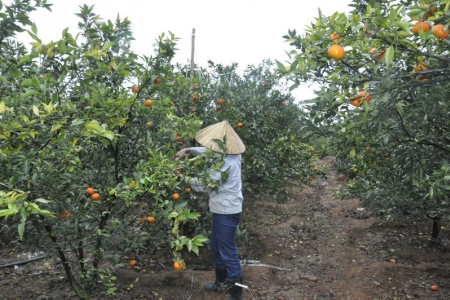 TP Hạ Long (Quảng Ninh): Tập trung xây dựng thương hiệu nông sản giúp người tiêu dùng tin dùng các sản phẩm nông nghiệp