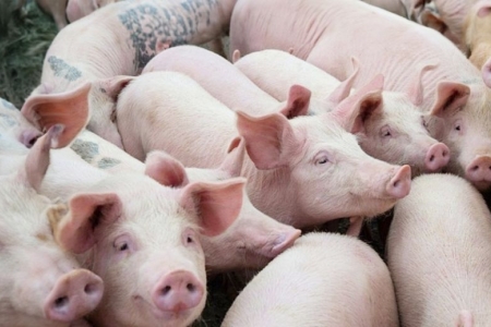 Giá heo hơi hôm nay 11/11: Giảm rải rác ở miền Bắc