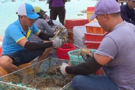 Nguyên nhân Trung Quốc ngưng nhập tôm hùm bông Việt Nam