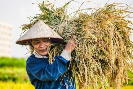 Giá lúa gạo hôm nay 20/11: Giảm với một số loại lúa