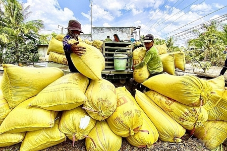 Giá lúa gạo hôm nay 1/12: Tiếp tục đi ngang, nhiều kho mua chậm