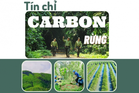 Việt Nam bán được 10,3 triệu tín chỉ carbon rừng, thu về 1.200 tỷ đồng