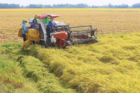 Giá lúa gạo hôm nay 31/12: Không có biến động, giá nhiều loại lúa đã tăng trong tuần qua