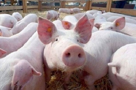 Giá heo hơi hôm nay 1/1: Duy trì ổn định vào ngày đầu năm mới